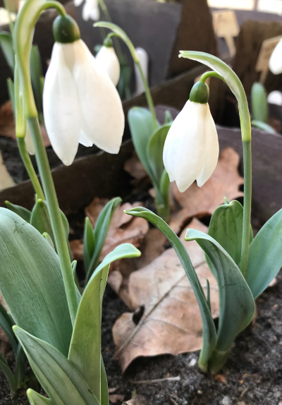 Galanthus 'Helen Tomlinson'